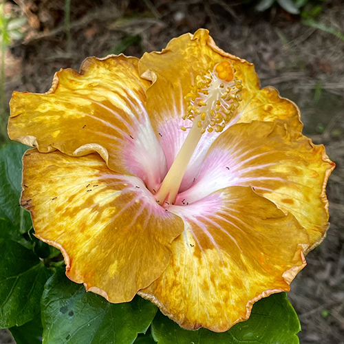 Taiwan Spotted Golden Brew